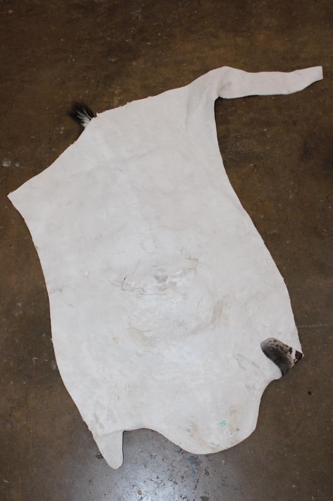 ZEBRA Head Hide Section - 3