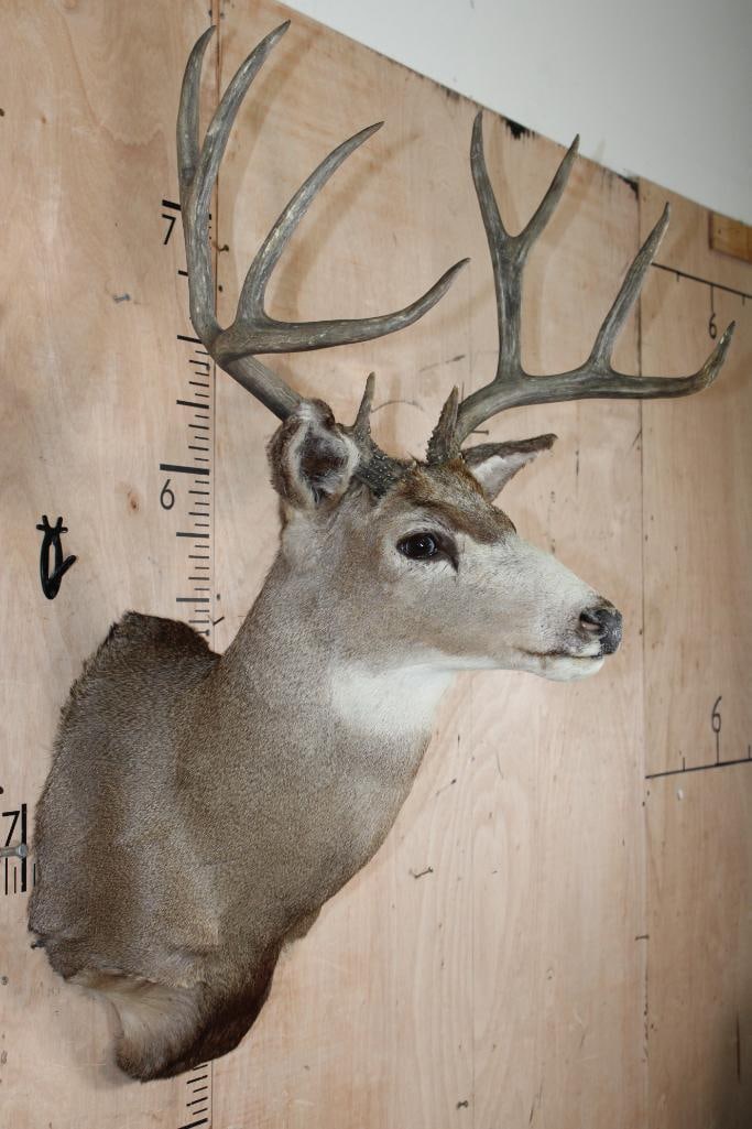 10-Point MULE DEER Shoulder Mount - 2