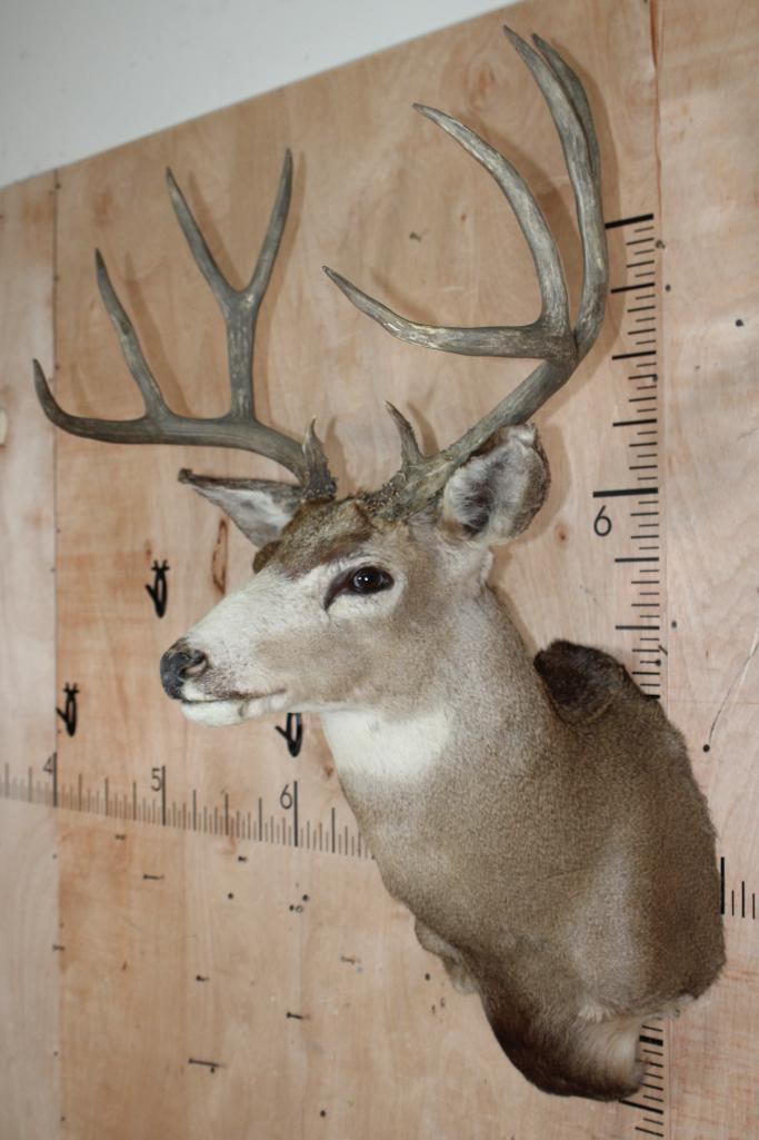 10-Point MULE DEER Shoulder Mount - 3