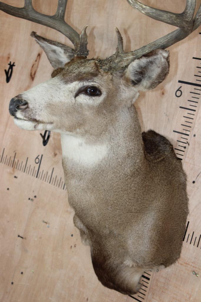 10-Point MULE DEER Shoulder Mount - 4