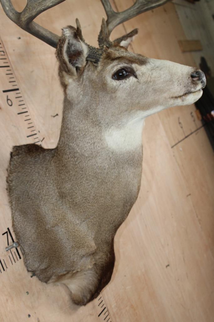 10-Point MULE DEER Shoulder Mount - 5