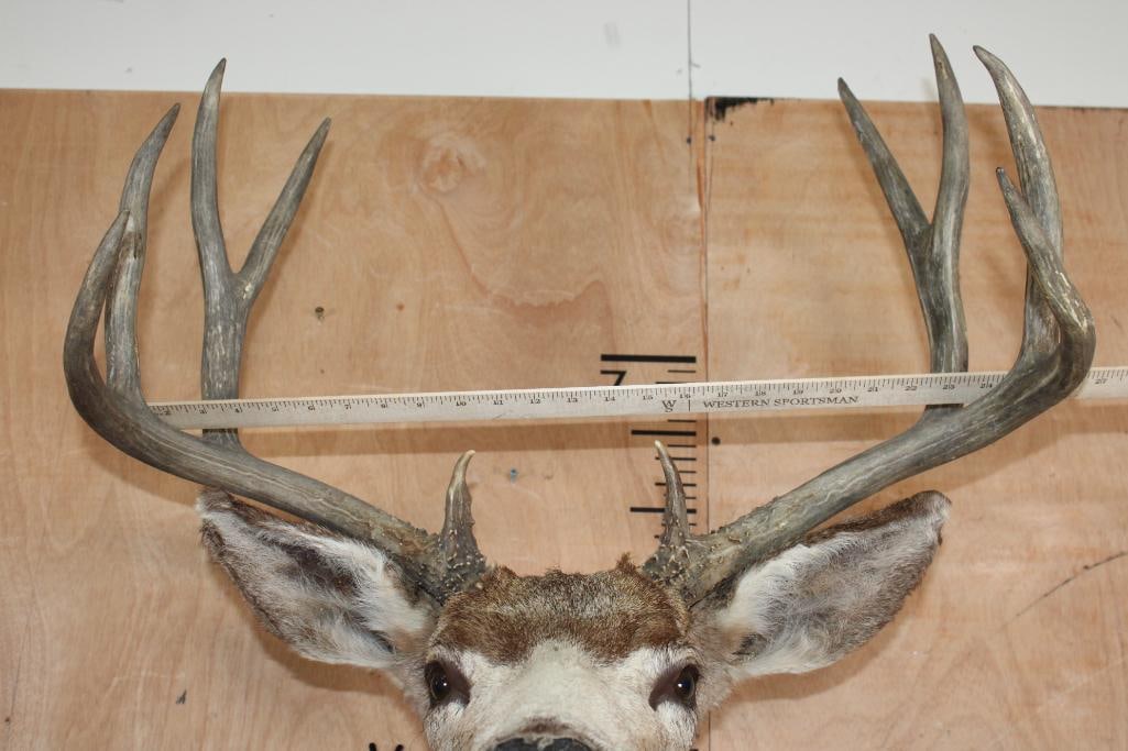10-Point MULE DEER Shoulder Mount - 6