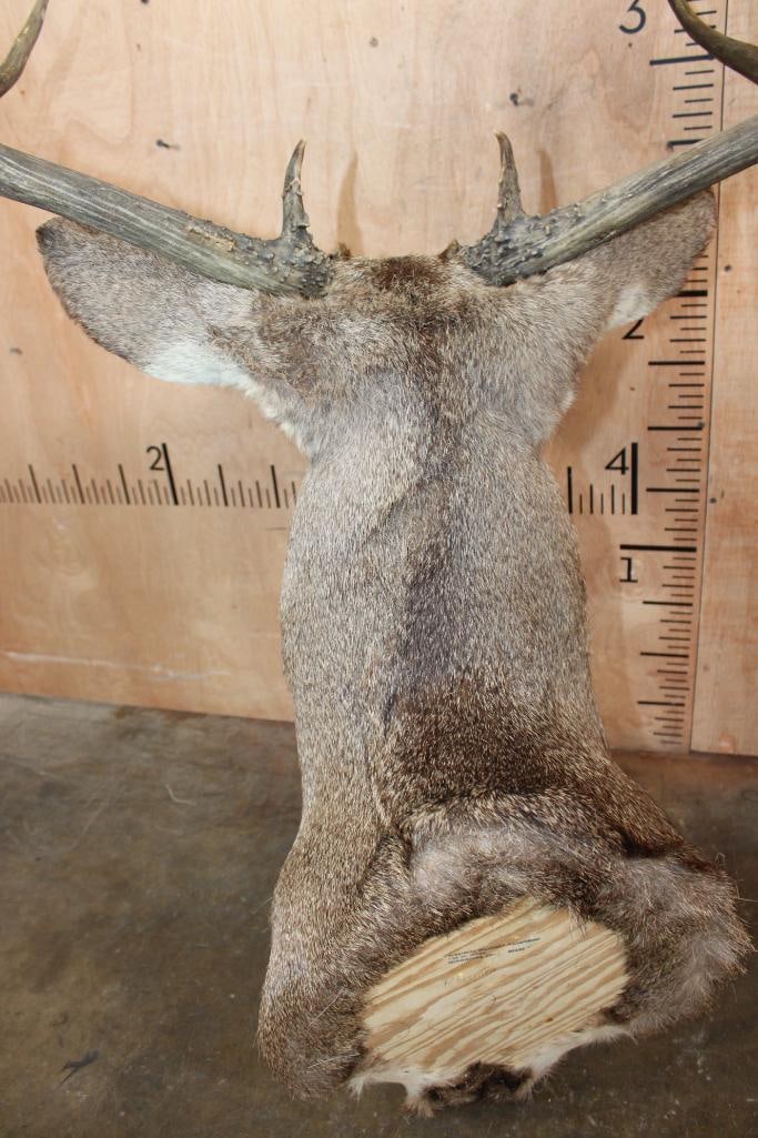 10-Point MULE DEER Shoulder Mount - 7