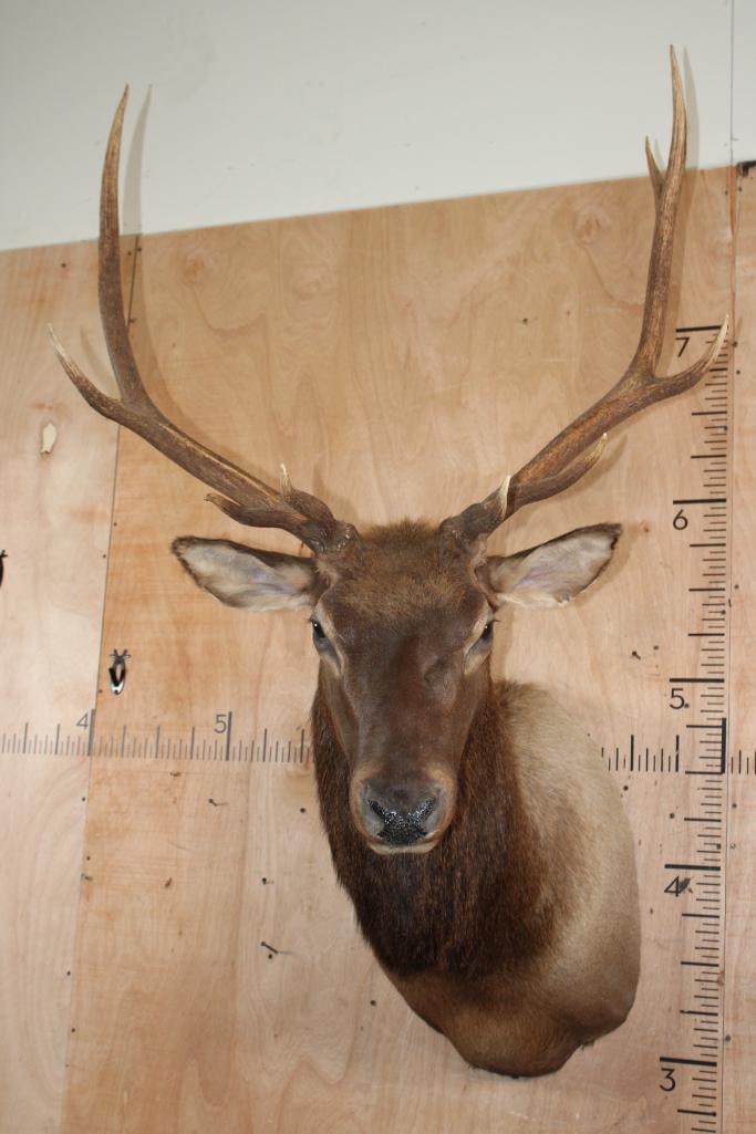 10-Point ELK Shoulder Mount: 10-Point ELK Shoulder Mount. It has a 34.5" Spread and is in Good Condition. TAXIDERMY 