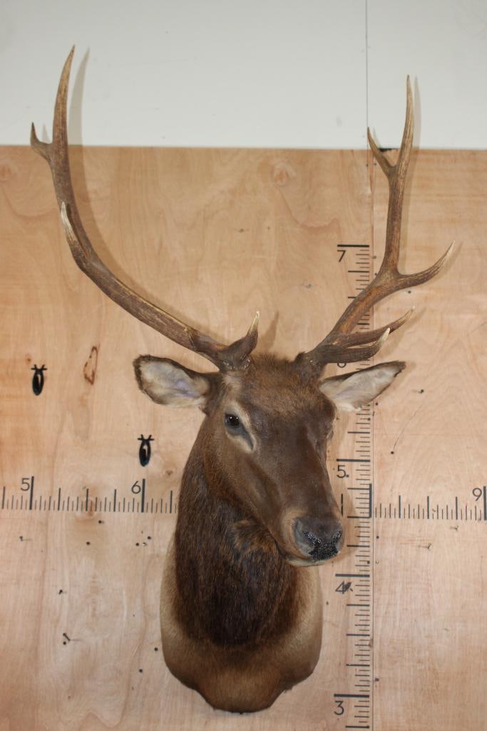 10-Point ELK Shoulder Mount - 2