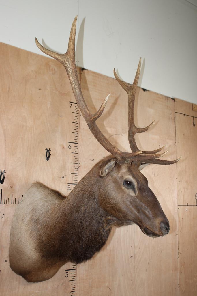 10-Point ELK Shoulder Mount - 3