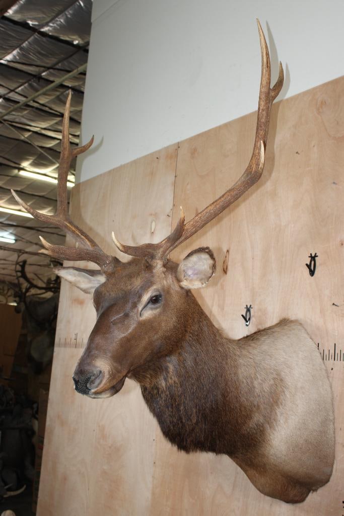 10-Point ELK Shoulder Mount - 4