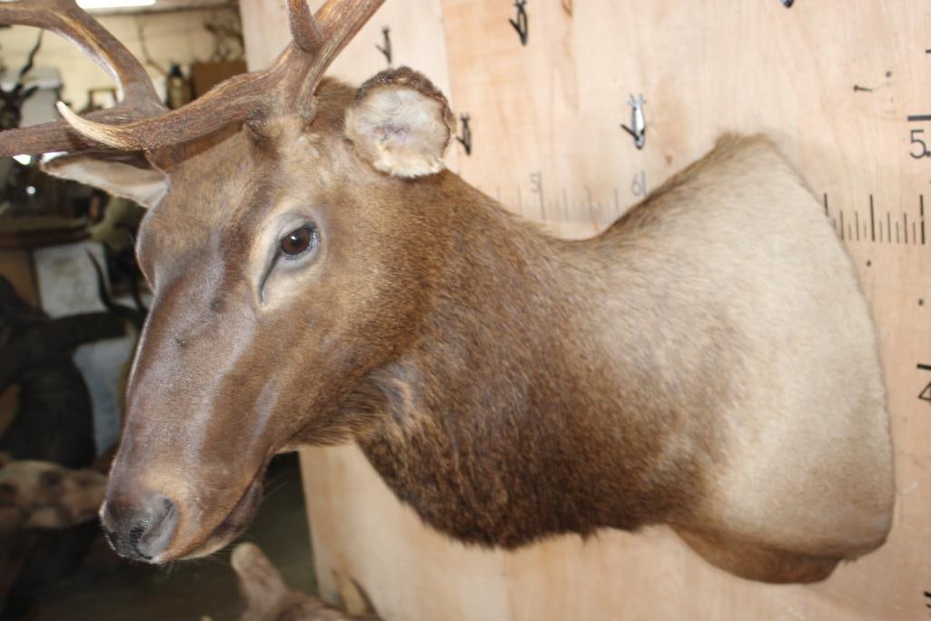 10-Point ELK Shoulder Mount - 5