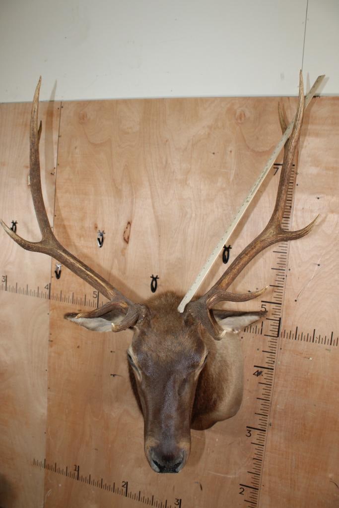 10-Point ELK Shoulder Mount - 6