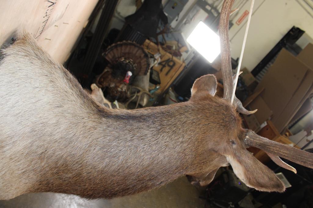 10-Point ELK Shoulder Mount - 7