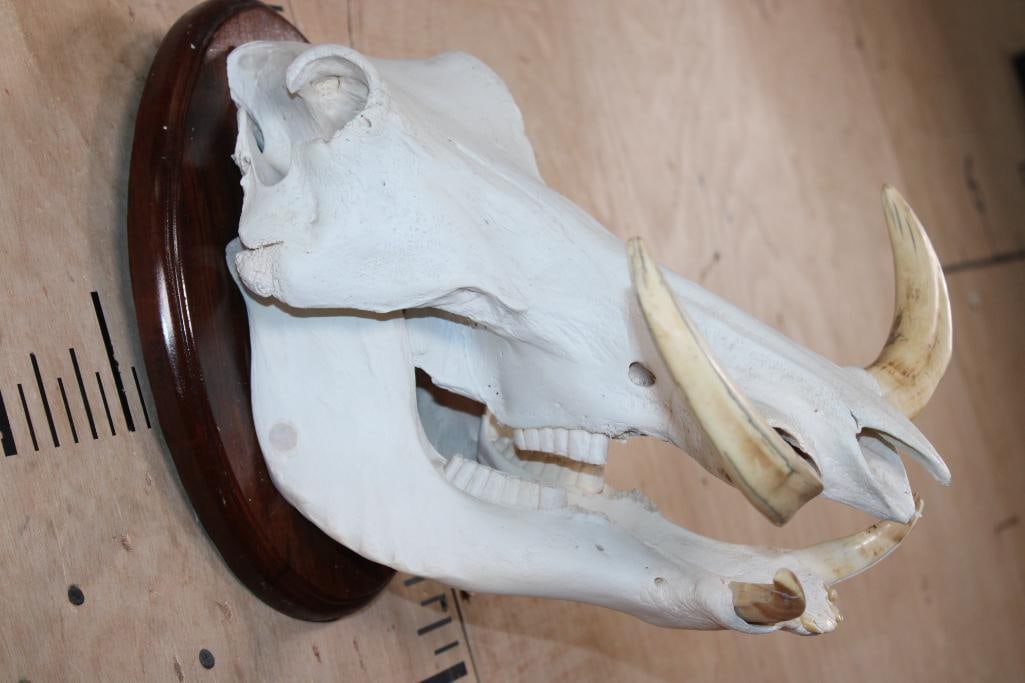 WARTHOG Skull on a Wood Plaque - 2