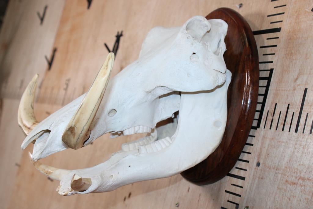 WARTHOG Skull on a Wood Plaque - 3