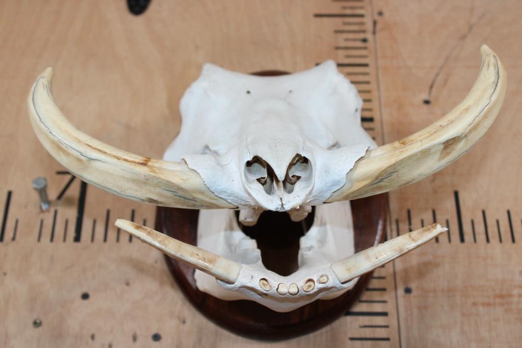 WARTHOG Skull on a Wood Plaque - 4