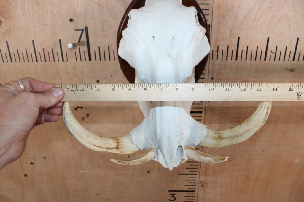 WARTHOG Skull on a Wood Plaque - 5