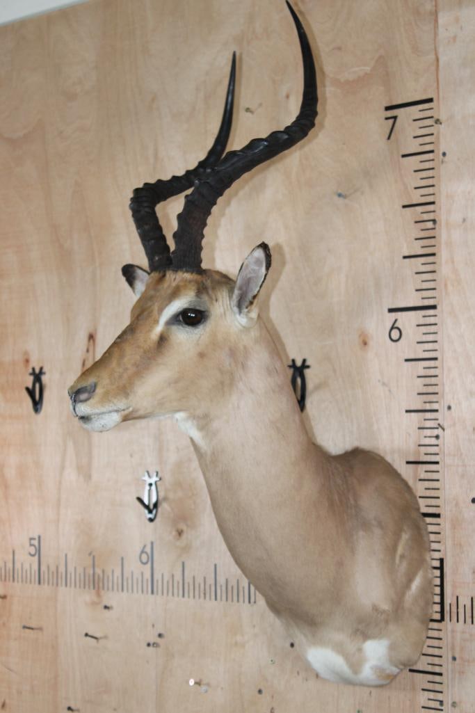 IMPALA Shoulder Mount - 2