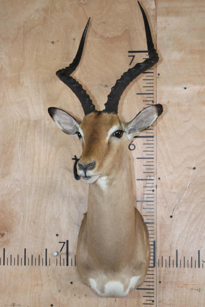 IMPALA Shoulder Mount - 3