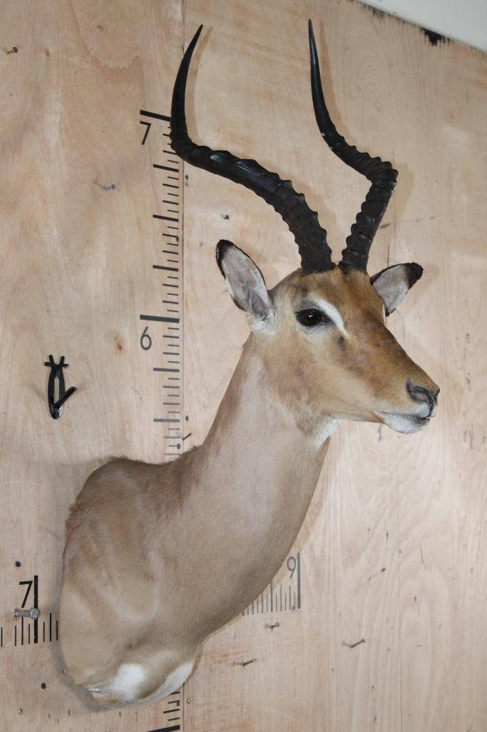 IMPALA Shoulder Mount - 4