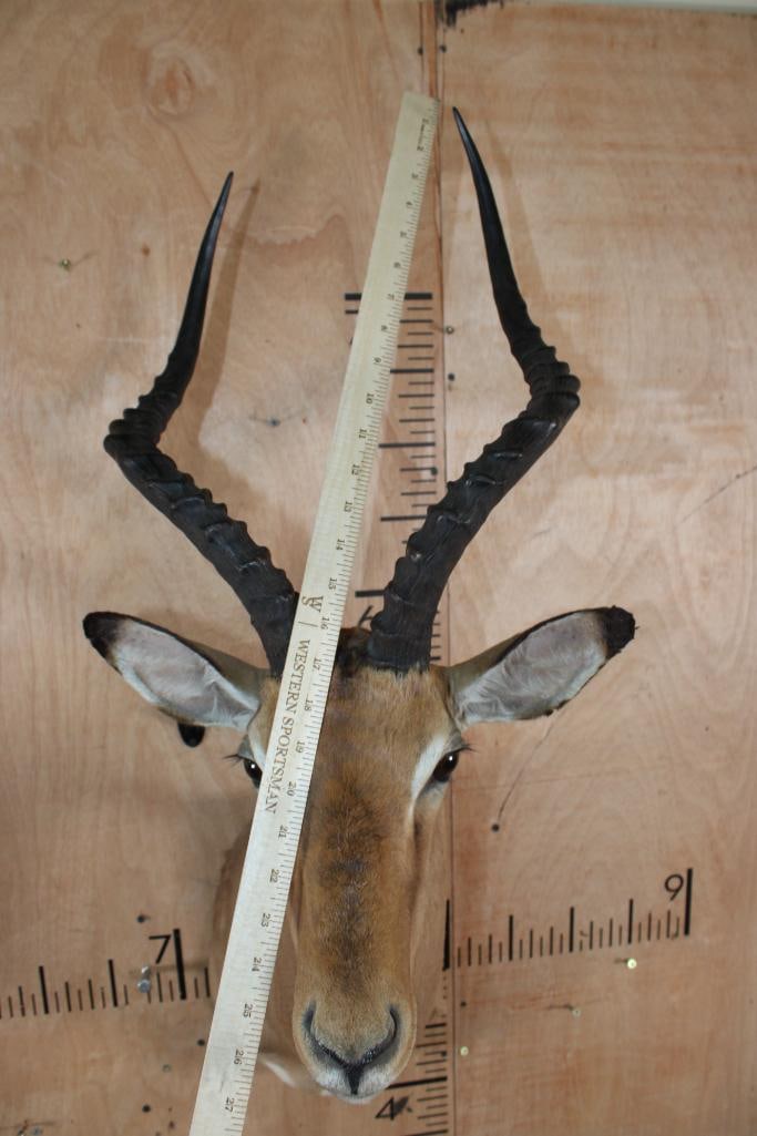 IMPALA Shoulder Mount - 5