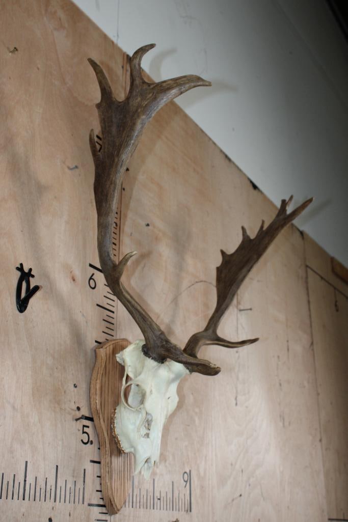 15-Point FALLOW DEER Skull mounted on a Wood Plaque - 2