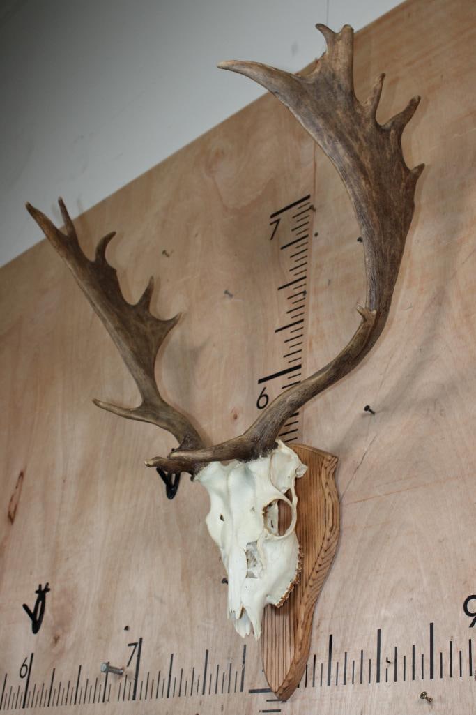 15-Point FALLOW DEER Skull mounted on a Wood Plaque - 3