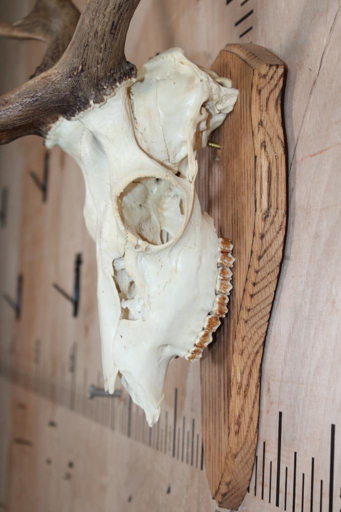 15-Point FALLOW DEER Skull mounted on a Wood Plaque - 4