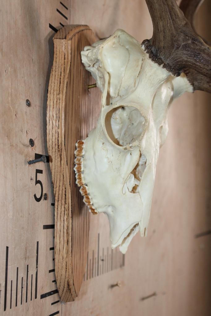 15-Point FALLOW DEER Skull mounted on a Wood Plaque - 5