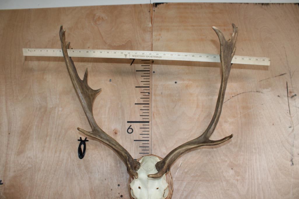 15-Point FALLOW DEER Skull mounted on a Wood Plaque - 6