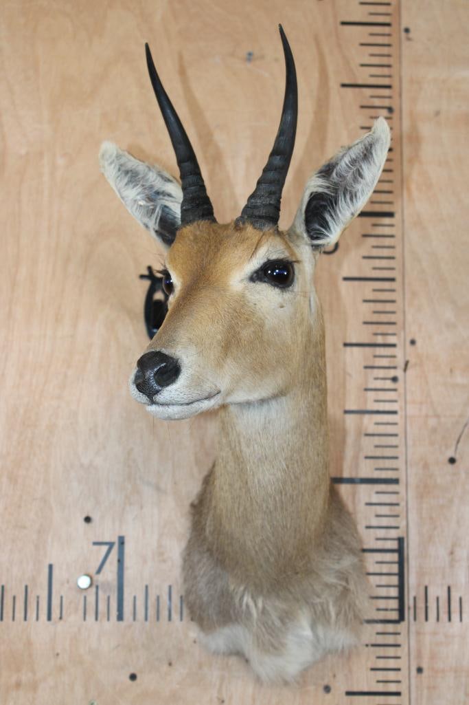 MOUNTAIN REEDBUCK Shoulder Mount - 2