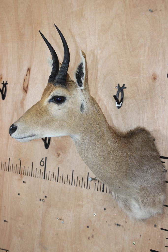 MOUNTAIN REEDBUCK Shoulder Mount - 3