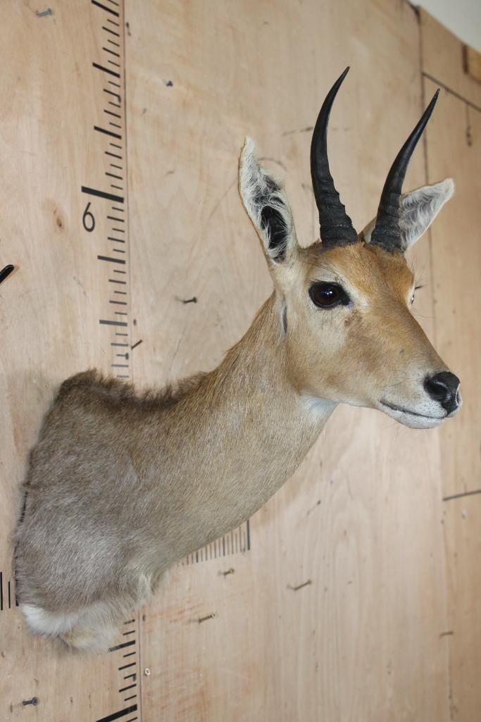 MOUNTAIN REEDBUCK Shoulder Mount - 4