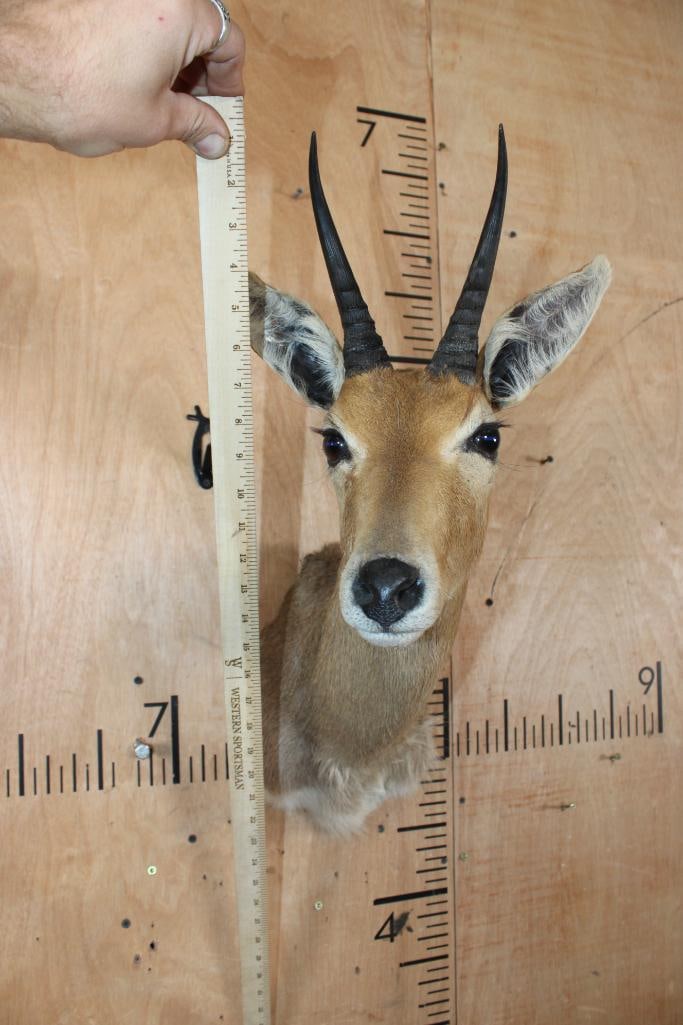 MOUNTAIN REEDBUCK Shoulder Mount - 5