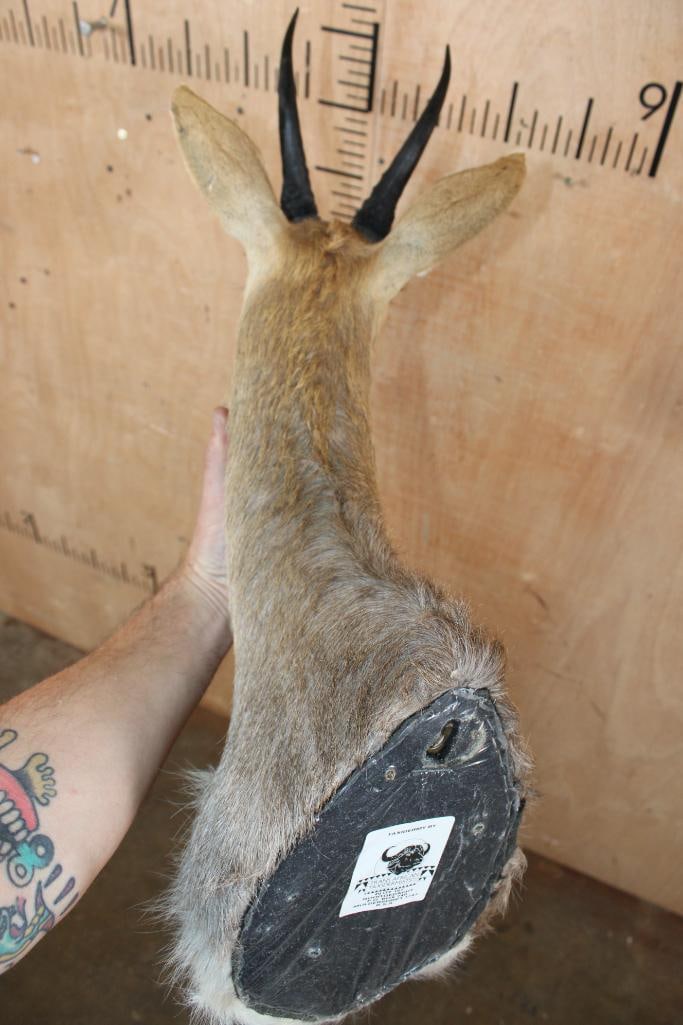 MOUNTAIN REEDBUCK Shoulder Mount - 6