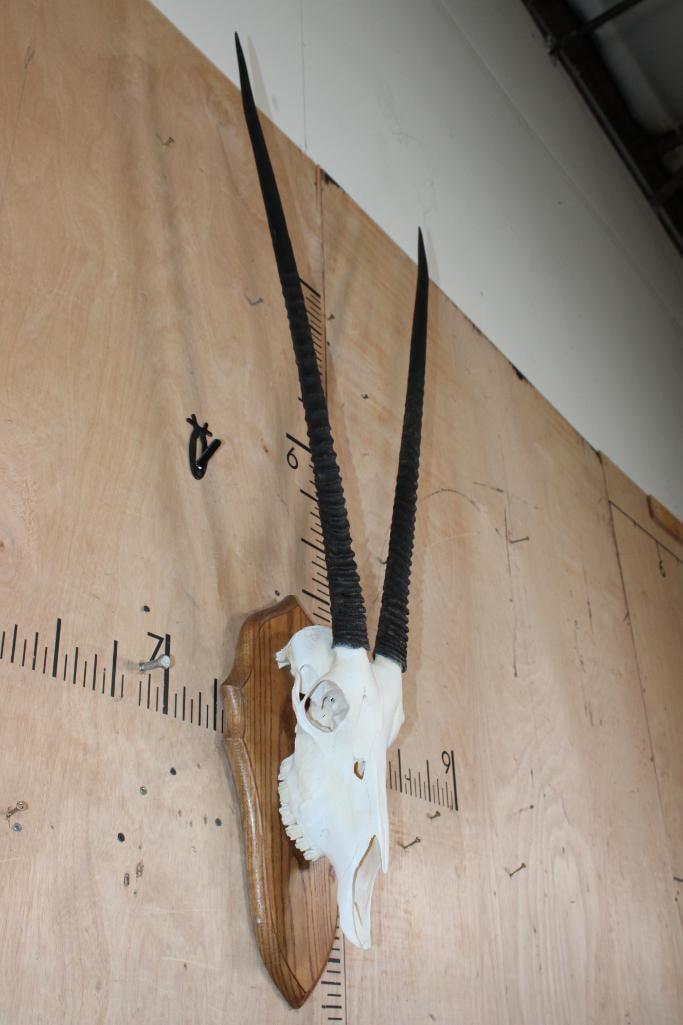 XL GEMSBOK Skull on a Wood Plaque - 2