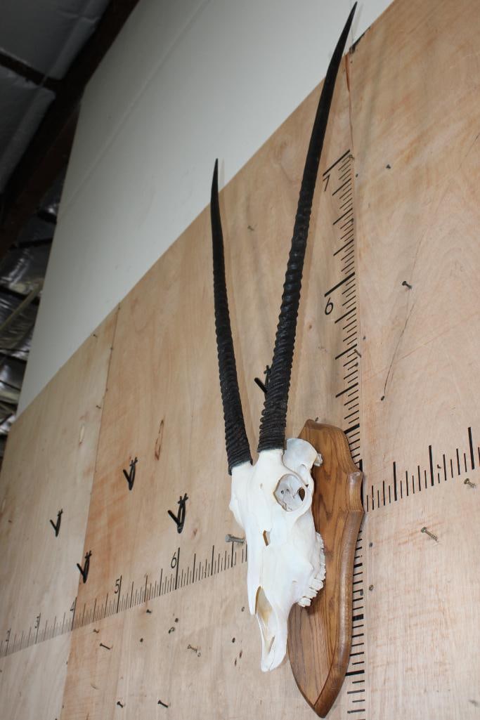 XL GEMSBOK Skull on a Wood Plaque - 3