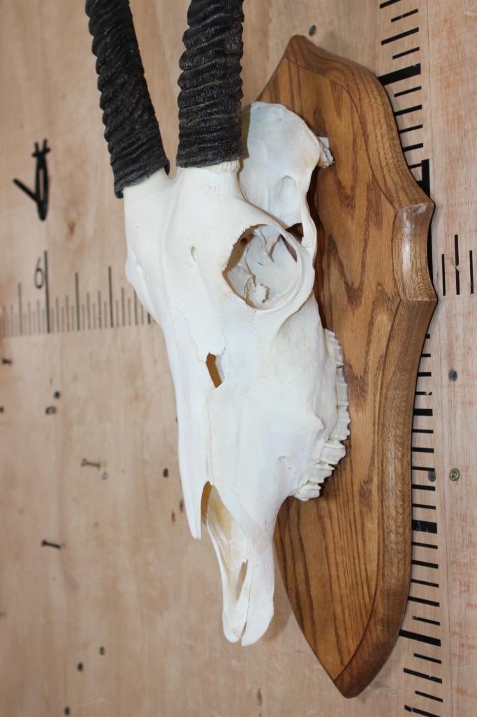 XL GEMSBOK Skull on a Wood Plaque - 4