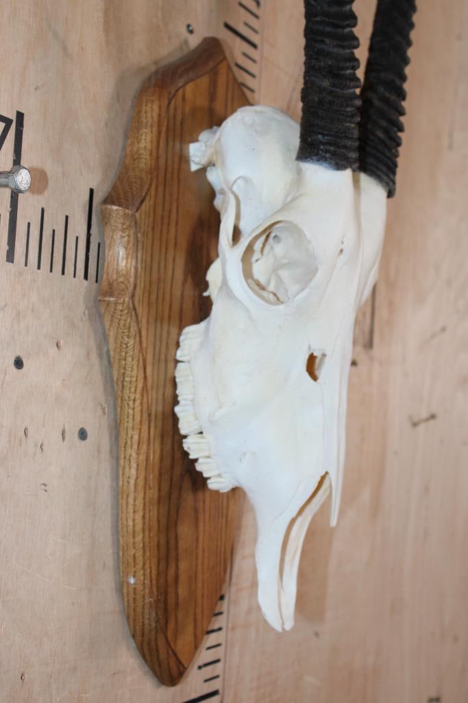 XL GEMSBOK Skull on a Wood Plaque - 5
