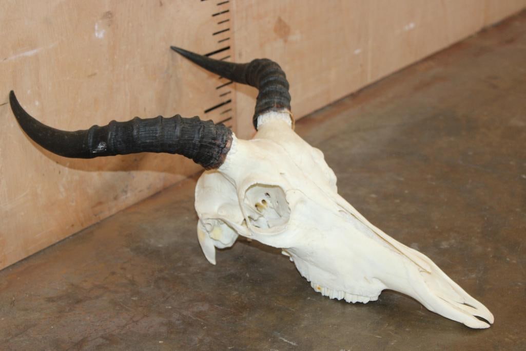 TSESSEBE Skull - 2