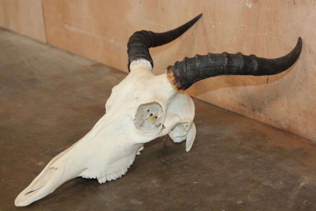 TSESSEBE Skull - 3