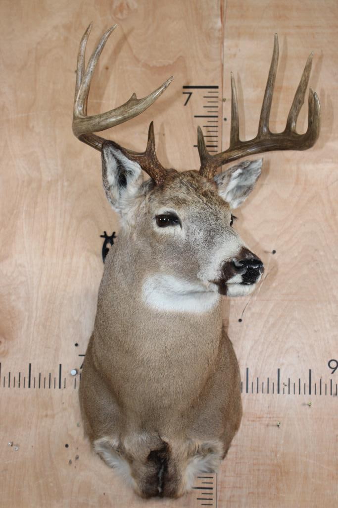 11-Point WHITETAIL DEER Shoulder Mount - 2