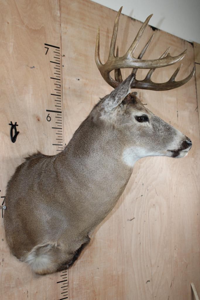 11-Point WHITETAIL DEER Shoulder Mount - 3