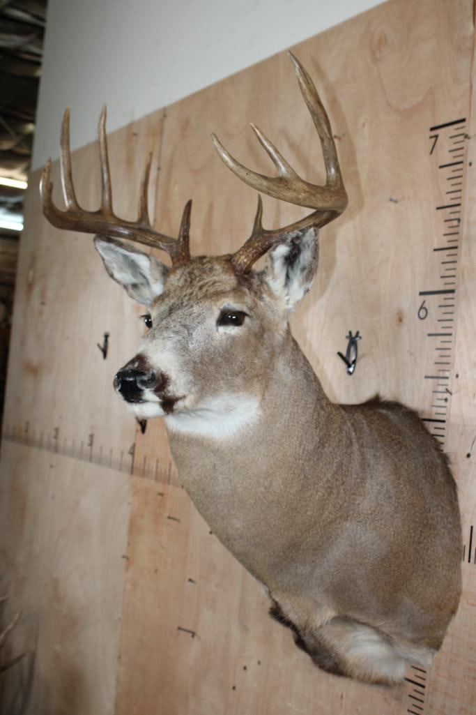 11-Point WHITETAIL DEER Shoulder Mount - 4