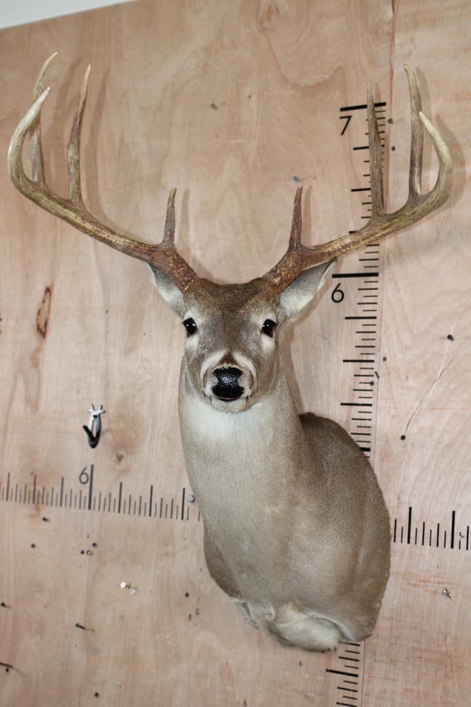Big 8-Point WHITETAIL DEER Shoulder Mount: Big 8-Point WHITETAIL DEER Shoulder Mount. It has a 23 7/8" Spread and is in Good Condition. TAXIDERMY 