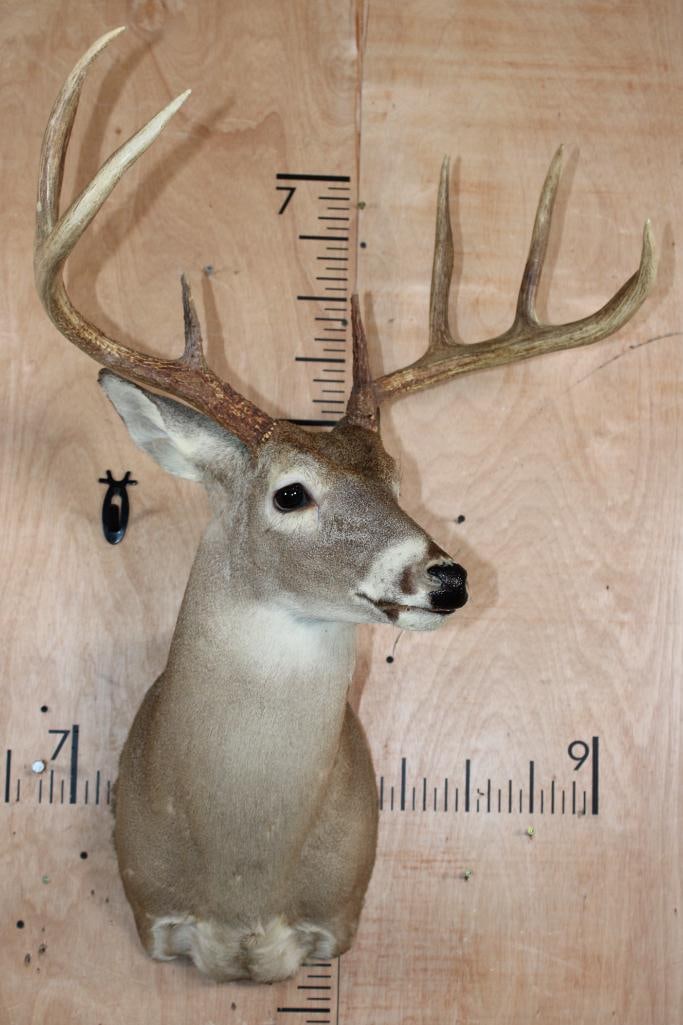 Big 8-Point WHITETAIL DEER Shoulder Mount - 2
