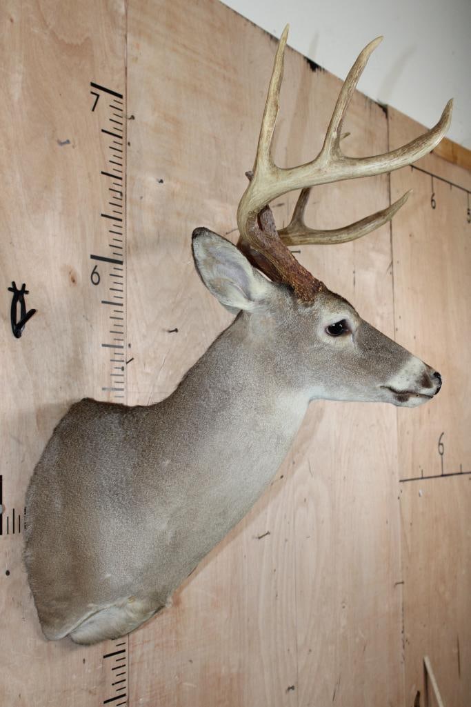 Big 8-Point WHITETAIL DEER Shoulder Mount - 3
