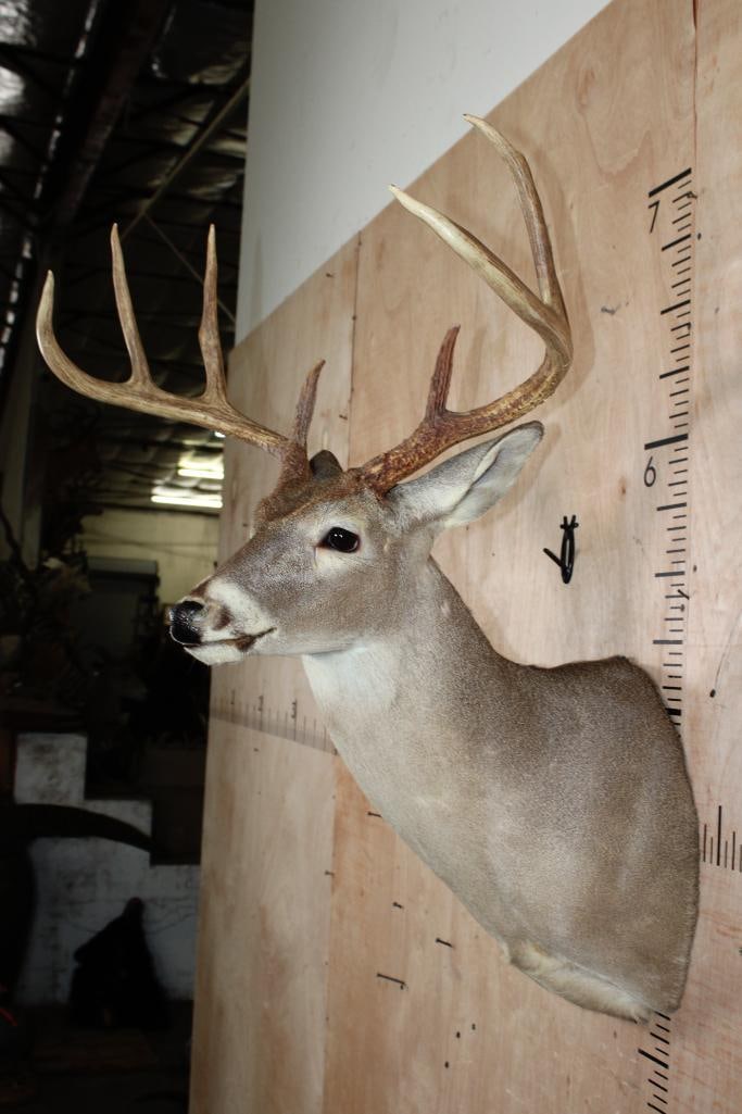Big 8-Point WHITETAIL DEER Shoulder Mount - 4