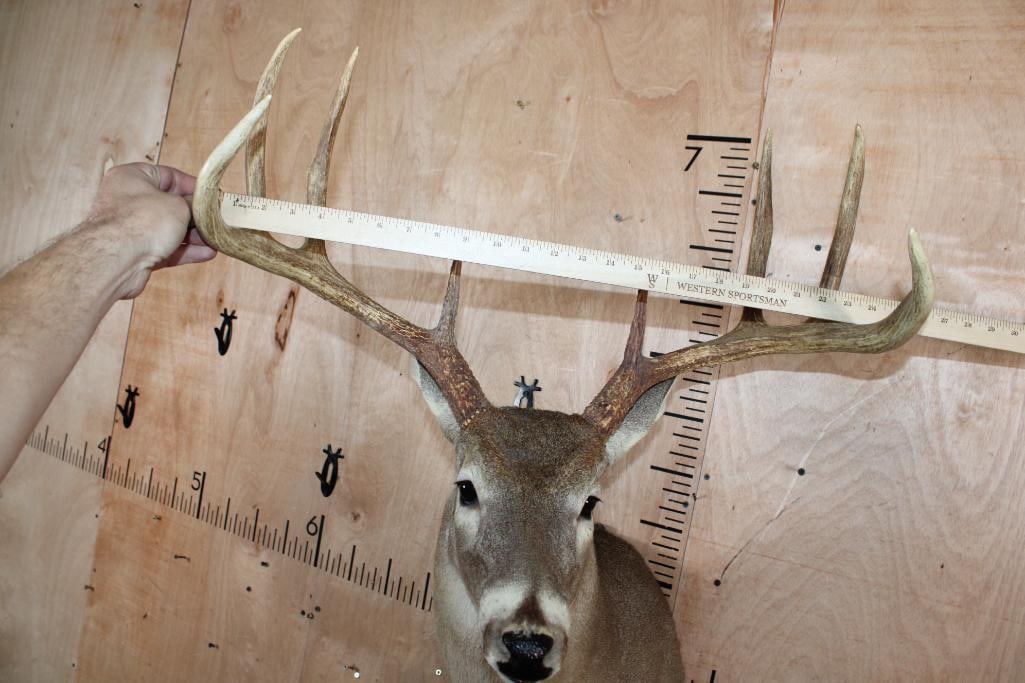 Big 8-Point WHITETAIL DEER Shoulder Mount - 5