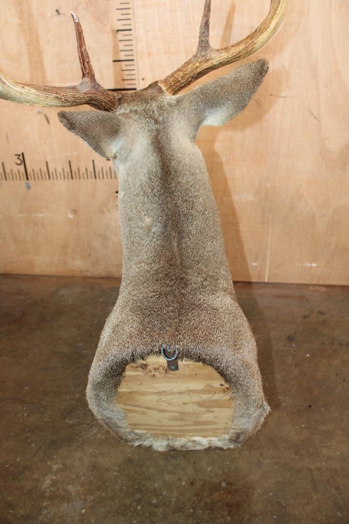 Big 8-Point WHITETAIL DEER Shoulder Mount - 6