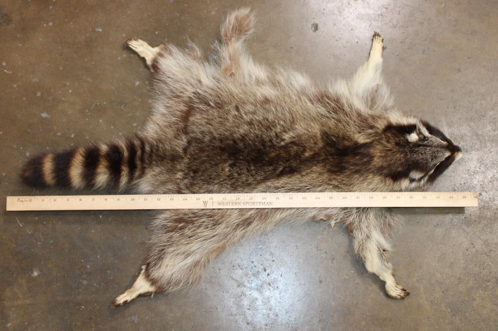 RACCOON Hide or RACCOON Cape with the Fur and Paws - 2