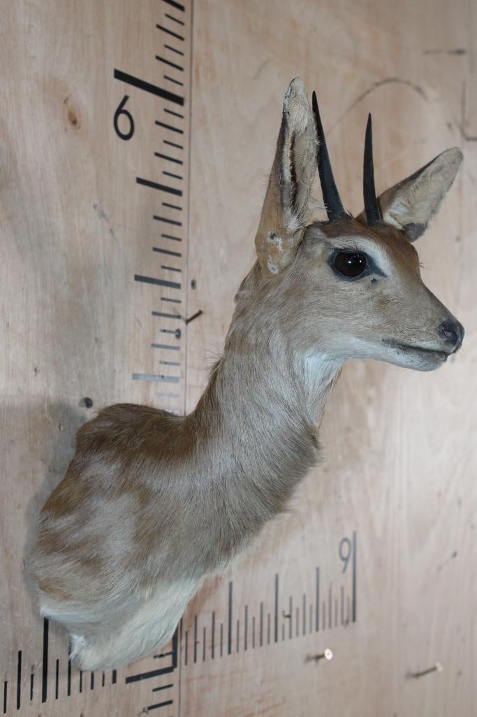 STEENBOK Shoulder Mount - 2