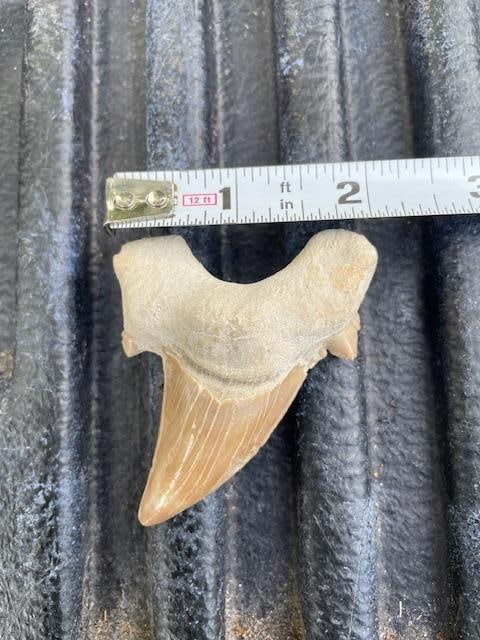 *Rare* GIANT MACKEREL or OTODUS SHARK Tooth Fossil - 2